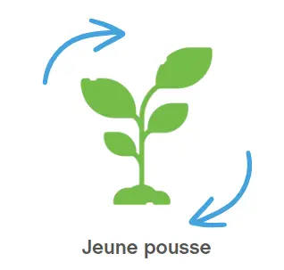 Adhésion de type "Jeune pousse"